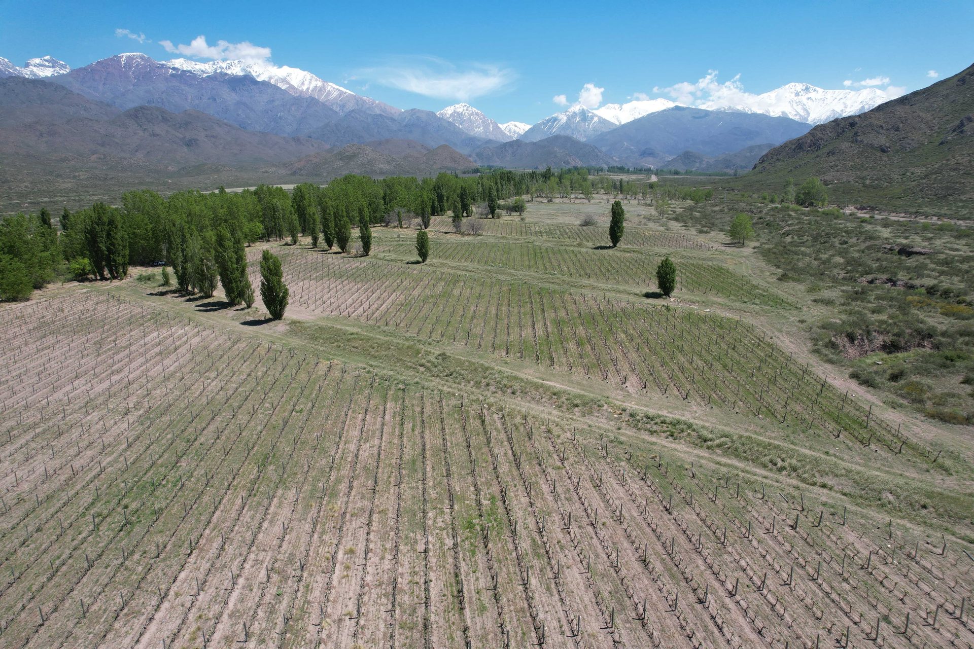 Viñedos Mendoza