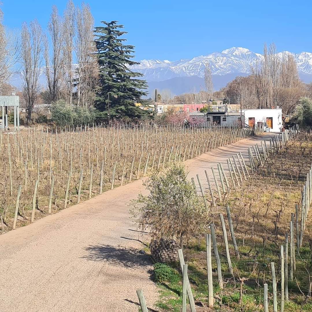 Viñedo con vista a la cordillera