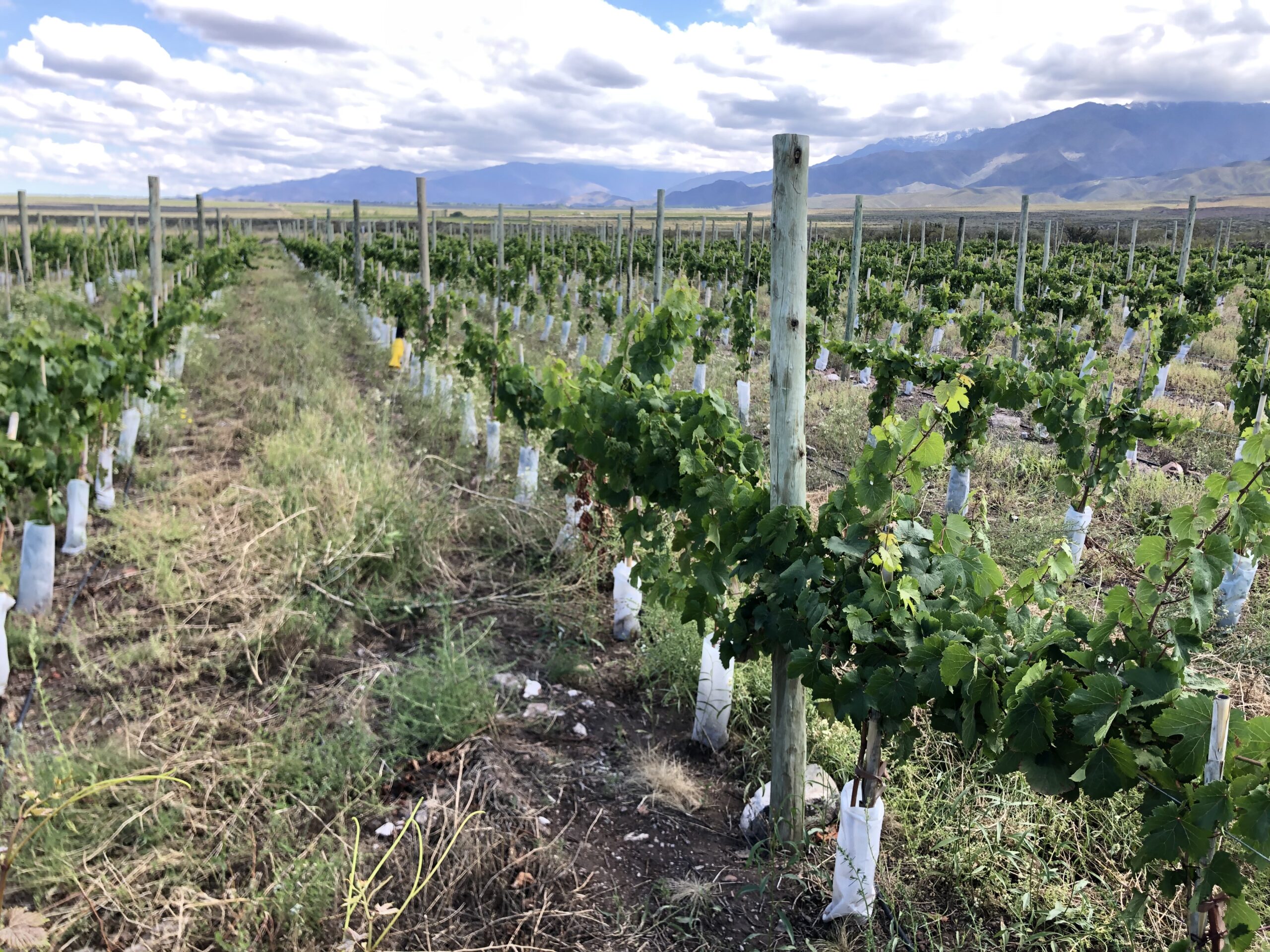 Finca Tupungato