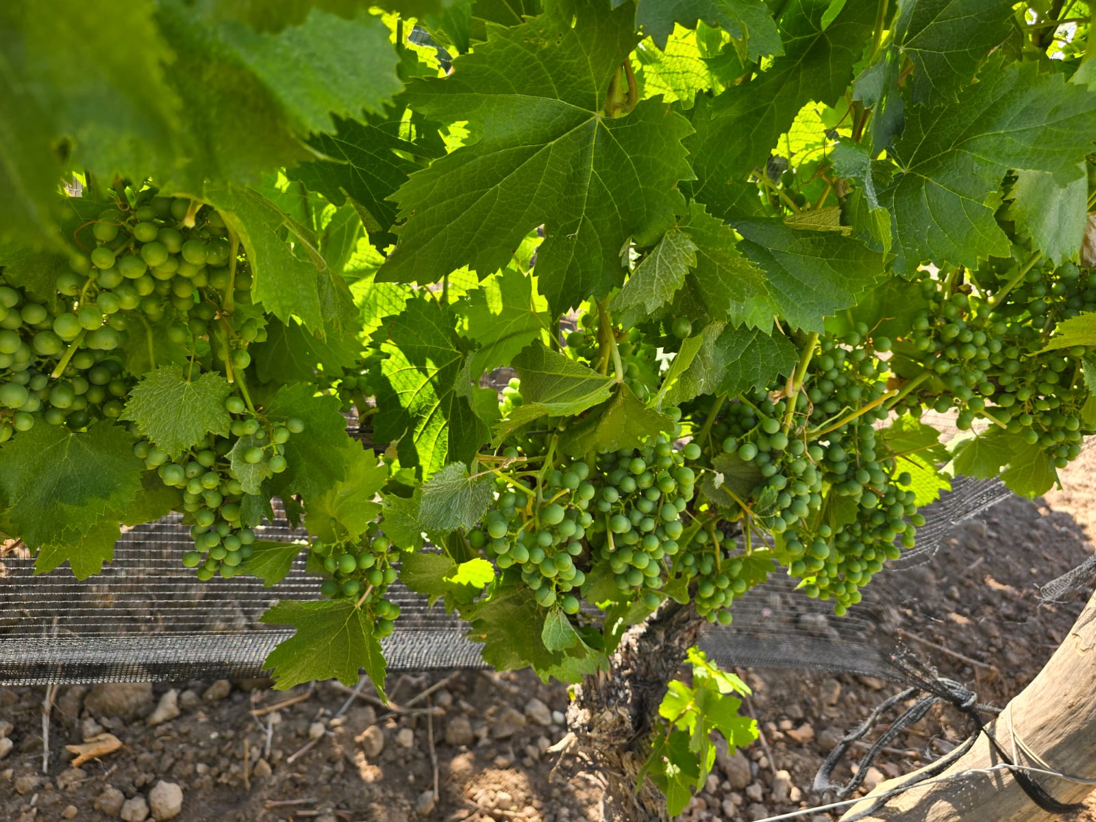 Finca Tupungato Danti