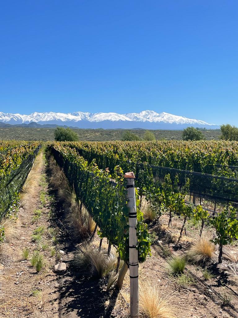 Vineyards