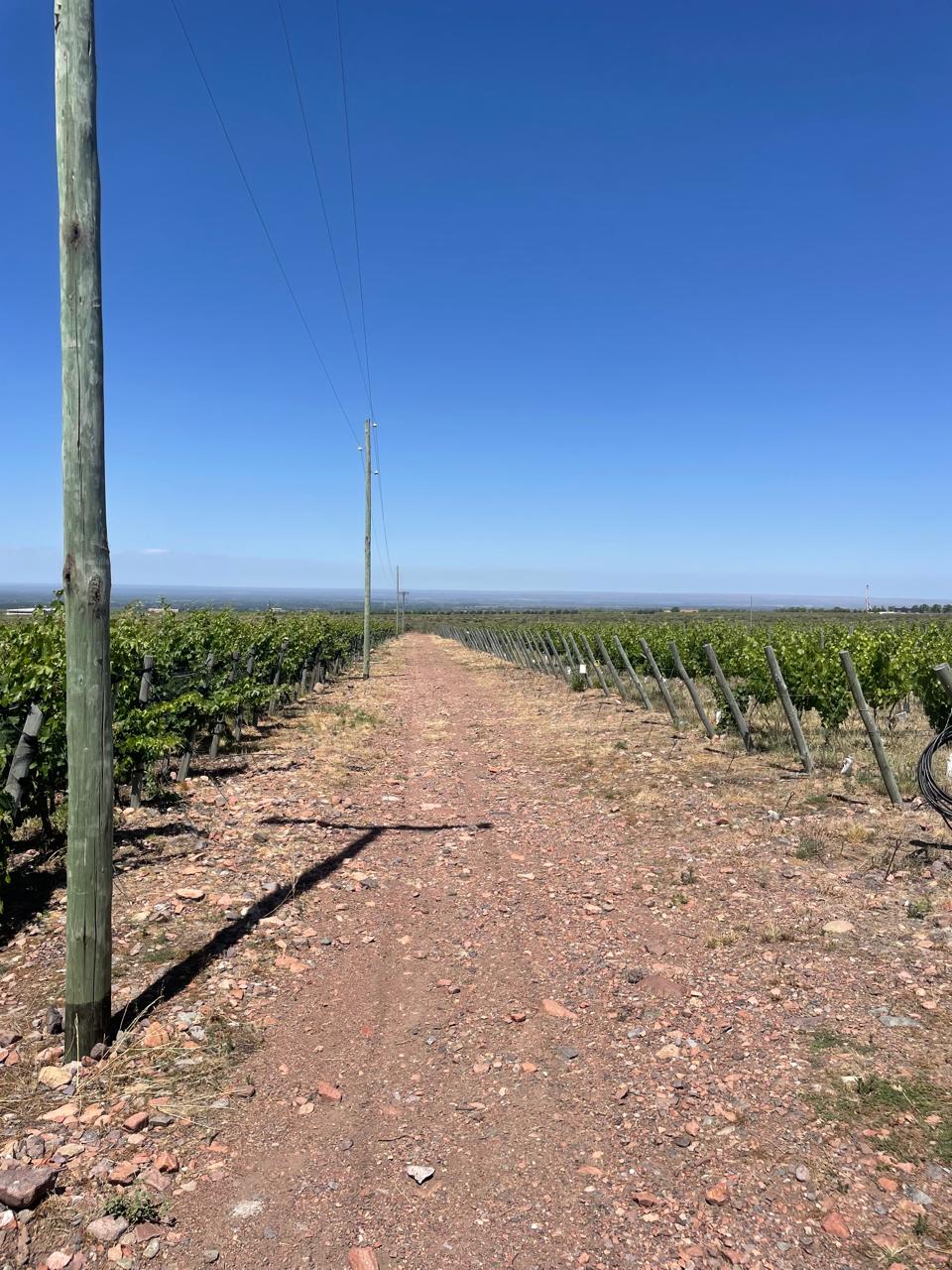 Finca Chacayes Drakk